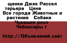 щенки Джек Рассел терьера › Цена ­ 27 000 - Все города Животные и растения » Собаки   . Чувашия респ.,Чебоксары г.